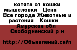 котята от кошки мышеловки › Цена ­ 10 - Все города Животные и растения » Кошки   . Амурская обл.,Свободненский р-н